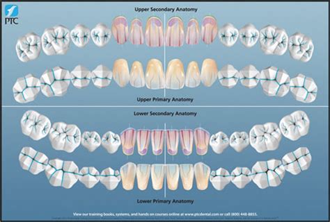 Dental Anatomy Reference Guide - Blue Dolphin Products