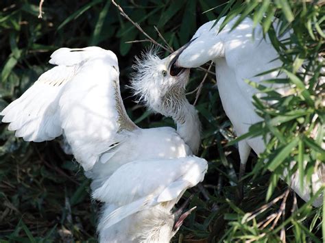 Little Egret Bird Facts (Egretta garzetta) | Birdfact