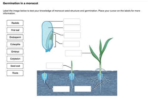 Germination in a monocot Label the image below to test your knowledge ...