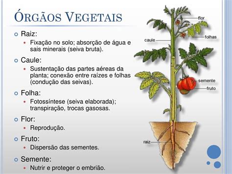 PPT - Anatomia Vegetal PowerPoint Presentation, free download - ID:2253770