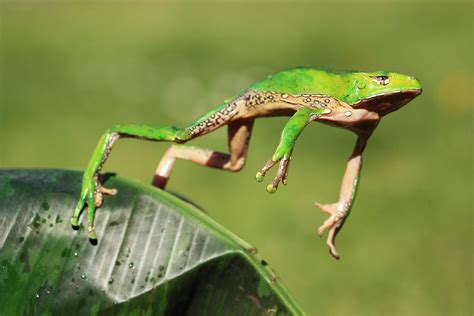 great shot! | Frog pictures, Frog, Frog jumping