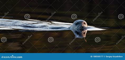 Swimming Seal. the Bearded Seal, Also Called the Square Flipper Seal Stock Image - Image of ...