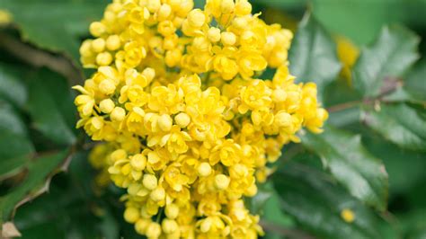 Oregon Grape Flower Essence - Cosmic Oceans