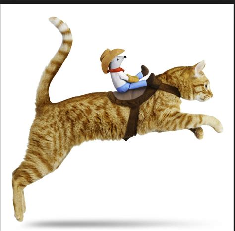 Monkey! | Pet costumes cat, Pet costumes, Pet halloween costumes