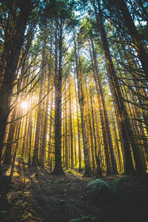 forest tall trees with ray of sunlight during daytime nature Image ...