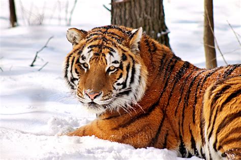 John Ball Zoo Opens for the Season - Grand Rapids Magazine