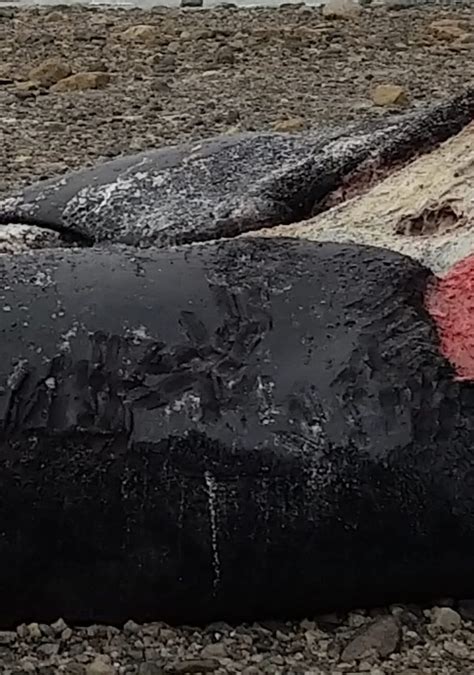 Beached bowhead whales in Nunavut point to killer whale attacks | Nunatsiaq News