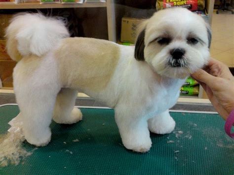 Best Templates: Teddy Bear Cut Shih Tzu