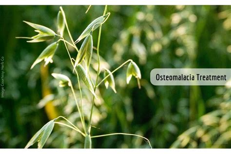 Osteomalacia symptoms _ Ayurvedum - Ayurvedum