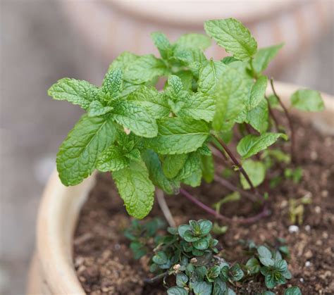 7 Types Of Mint To Grow In Your Garden