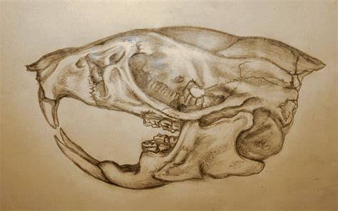 Rat Skull Drawing at GetDrawings | Free download