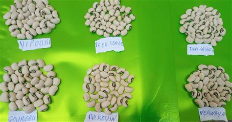 Physical and Cooking Characteristics of Six Cowpea Varieties Seeds Cultivated in Burkina Faso