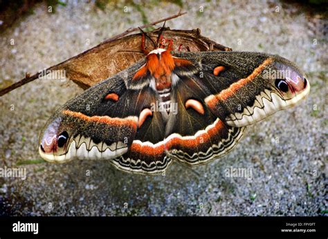 Cecropia moth on cocoon newly emerged close up Stock Photo: 100167420 - Alamy