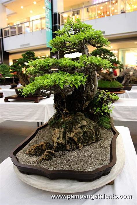 Penjing - Microcarpa Bonsai