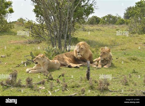 Safari. Lalibela Game Reserve. South Africa Stock Photo - Alamy