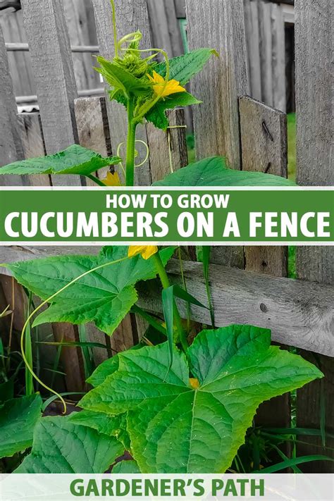 How to Grow Cucumbers Vertically on a Fence | Gardener’s Path