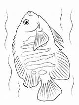 Angelfish coloring pages sketch template