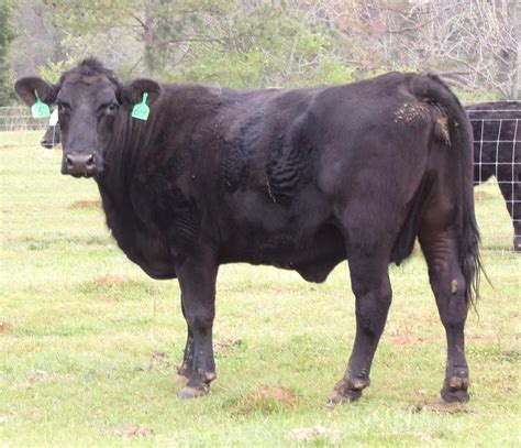 46 Crossbred Cows - Angus - Black Baldy - Brangus For Sale in Wilsonville, Alabama ...