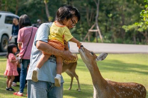 Chiang mai Night Safari editorial photography. Image of tourism - 132506737