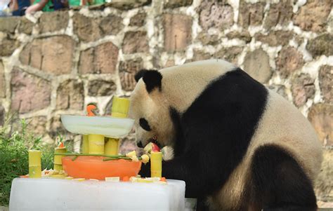 US-born panda Tai Shan celebrates 12th birthday in SW China’s Sichuan ...