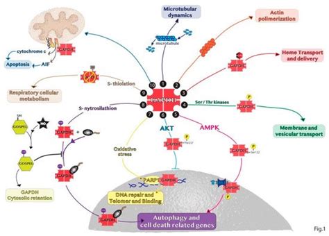 GAPDH-Mediated Autophagy | Encyclopedia MDPI