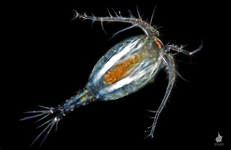 A freshwater copepod, possibly Mesocyclops edax. The size of the animal is about 1 mm. The shot ...