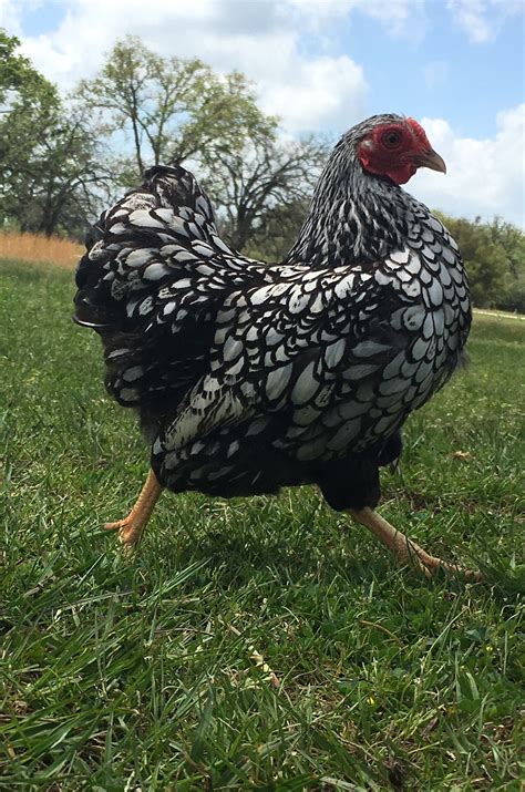 Silver laced Wyandotte bantams | BackYard Chickens - Learn How to Raise ...