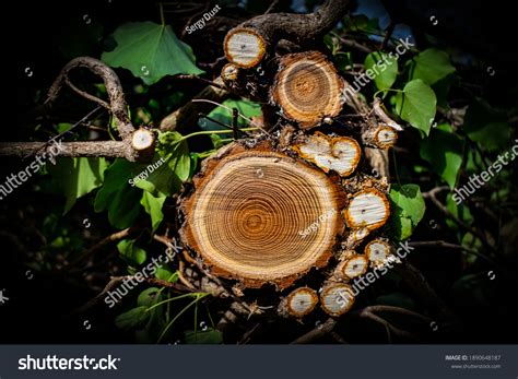 Tree Cut All Veins Stock Photo 1890648187 | Shutterstock