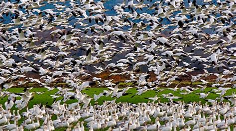 Earth's Internet & Natural Networking: San Jacinto River Wildlife Refuge & the wetlands ...