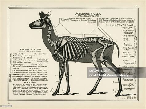 Black and white sketch of the anatomy of the Mountain Nyala an... News ...