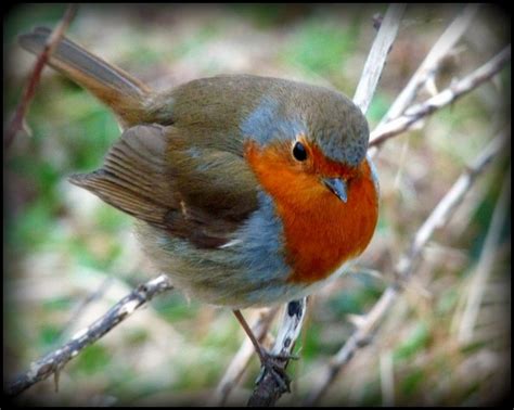 17 Best images about Robin Redbreast on Pinterest | Postcards, Snow and ...