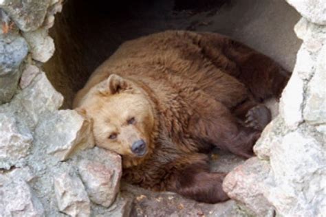 How Hibernation Works | Bear pictures, Bear, Winter animals