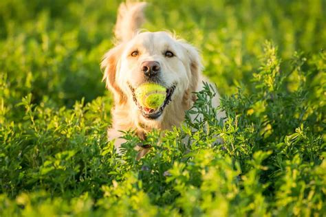 Golden Retriever guide: Health issues, temperament, grooming