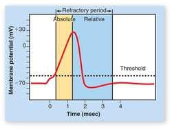 Refractory period | definition of refractory period by Medical dictionary