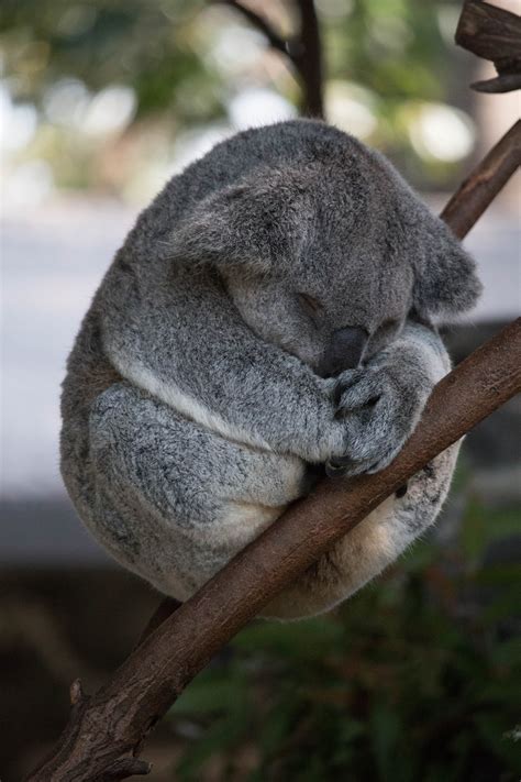 Free stock photo of cute, koala, sleeping