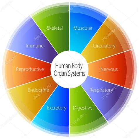 Organsystem des menschlichen Körpers - Vektorgrafik: lizenzfreie Grafiken © cteconsulting ...