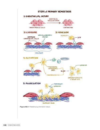 Platelet plug formation (primary hemostasis): Video, Causes, & Meaning | Osmosis