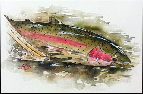 A Year On The Fly: Release Of A Rainbow Trout (Watercolor) Plus Some ...