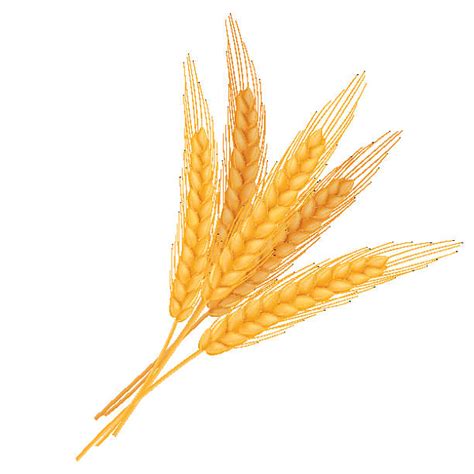 Royalty Free Wheat Bundle Clip Art, Vector Images & Illustrations - iStock