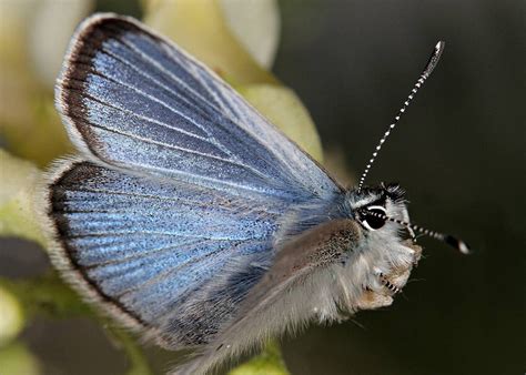 Rare Animals: Top 10 Rarest Butterflies in the World | HubPages