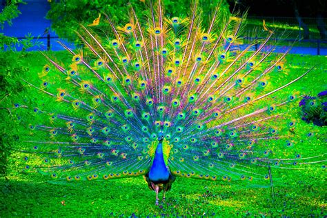 HD Peacock Wallpaper | PixelsTalk.Net