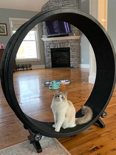 The Best Cat Wheel For Exercise – 7 Top Options for Cats and Kitties Who Love Wheels - Floppycats™