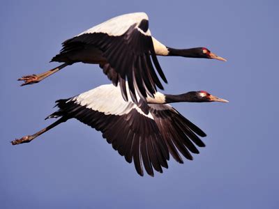 Top Ten Facts About Crane Migration - International Crane Foundation