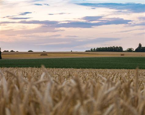 Corn Field · Free Stock Photo