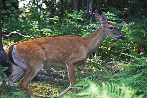 The Adventures of Bushwhack Jack: Grandfather Mountain Wildlife