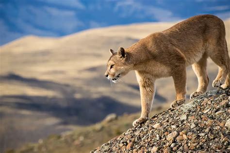 Animales de la Patagonia: Todo lo Que Necesitas Saber