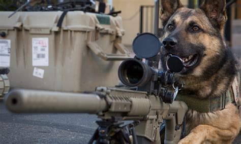 Military Dog Names for Fearless & Powerful Dogs – Pet Guide Reviews