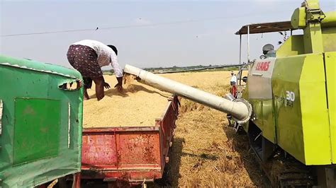 Rice Harvesting Machine|Rice harvest in India|Amazing Rice Harvester|Rice Reaper Binder Machine ...