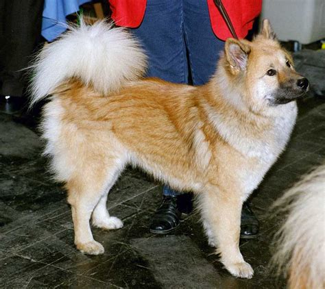 File:Ainu-Dog.jpg - Wikimedia Commons