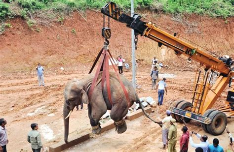 Wild Elephant Back To Amchang Wildlife Sanctuary